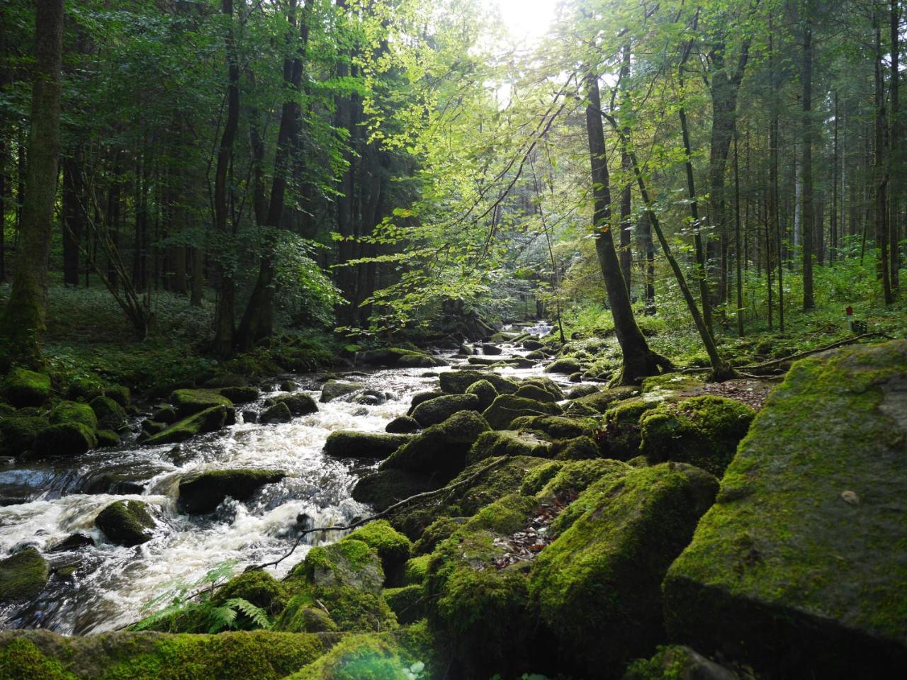 Fewo Kedo Neukirchen vorm Wald Exterior foto